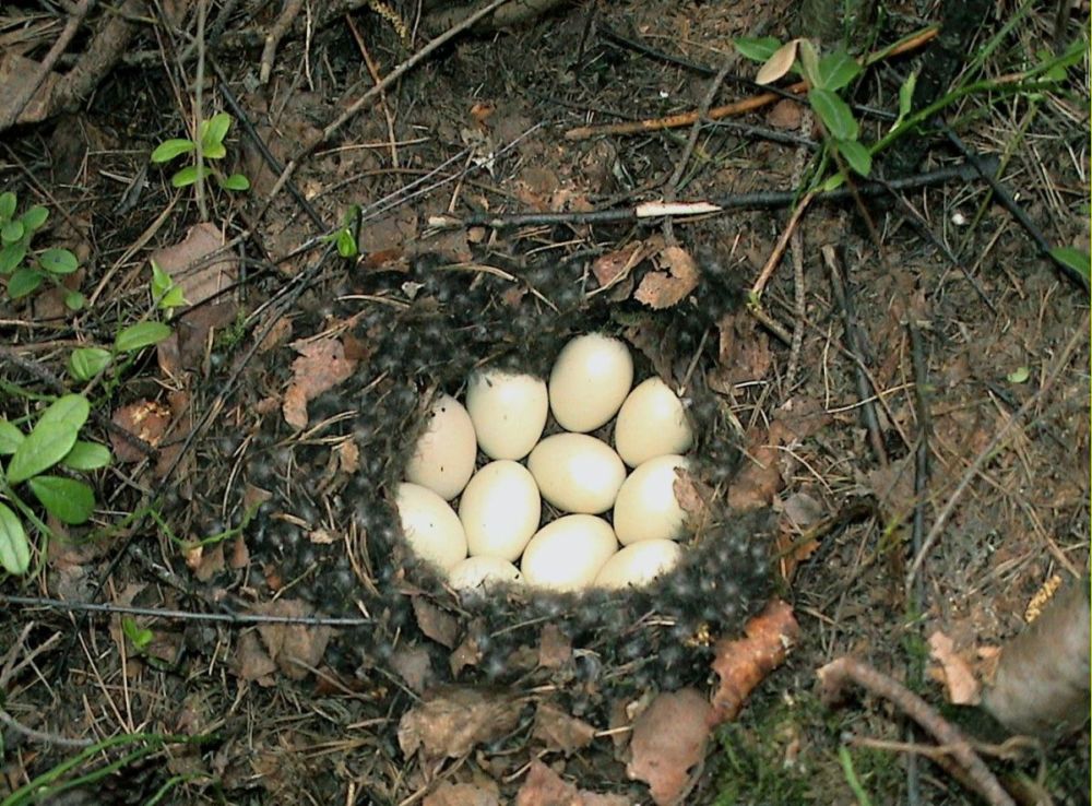 Как выглядит яйцо дикой утки фото